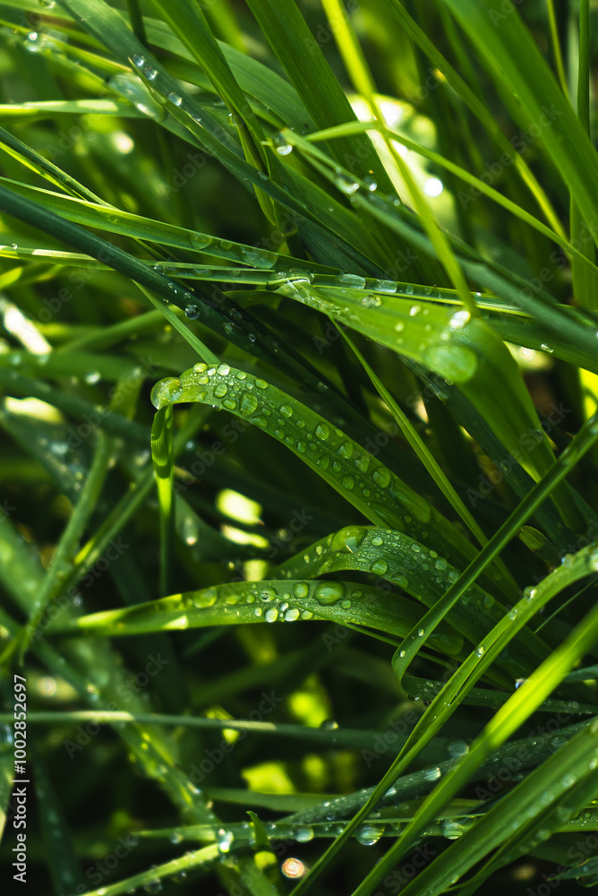 Fototapeta premium green grass and dew drops