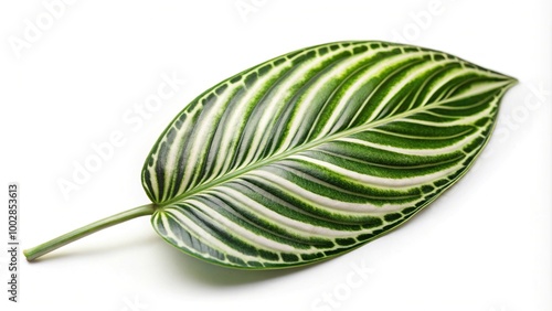 A close-up shot of an aerial Zebra plant leaf against a white background