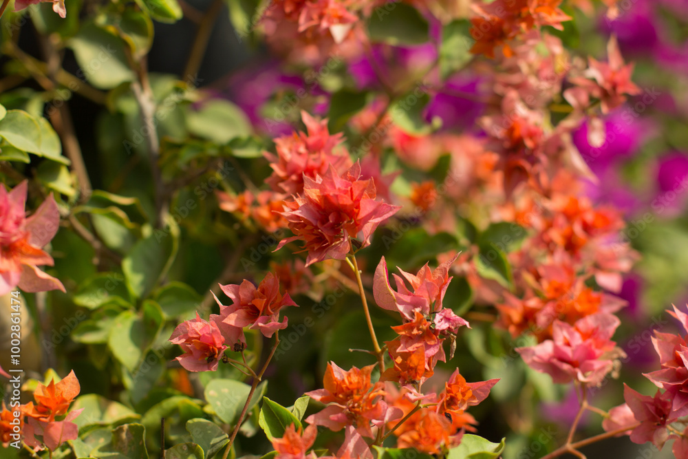 Photograph of bougainvillea in a plant store. Photograph of bougainvillea in a plant store.