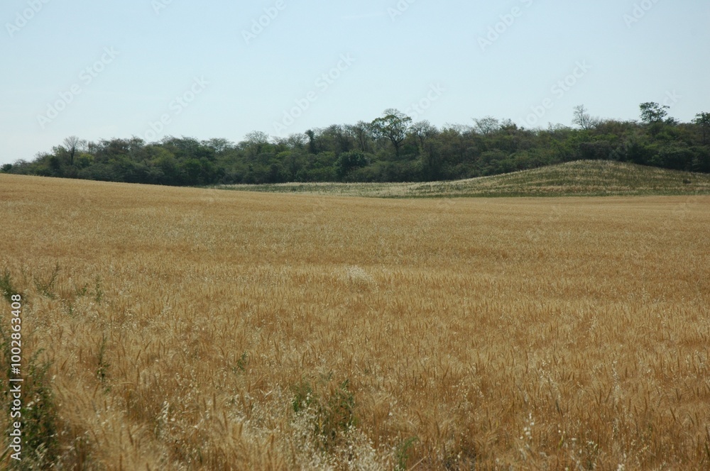 Wheat crops in northern Argentina Wheat crops in northern Argentina