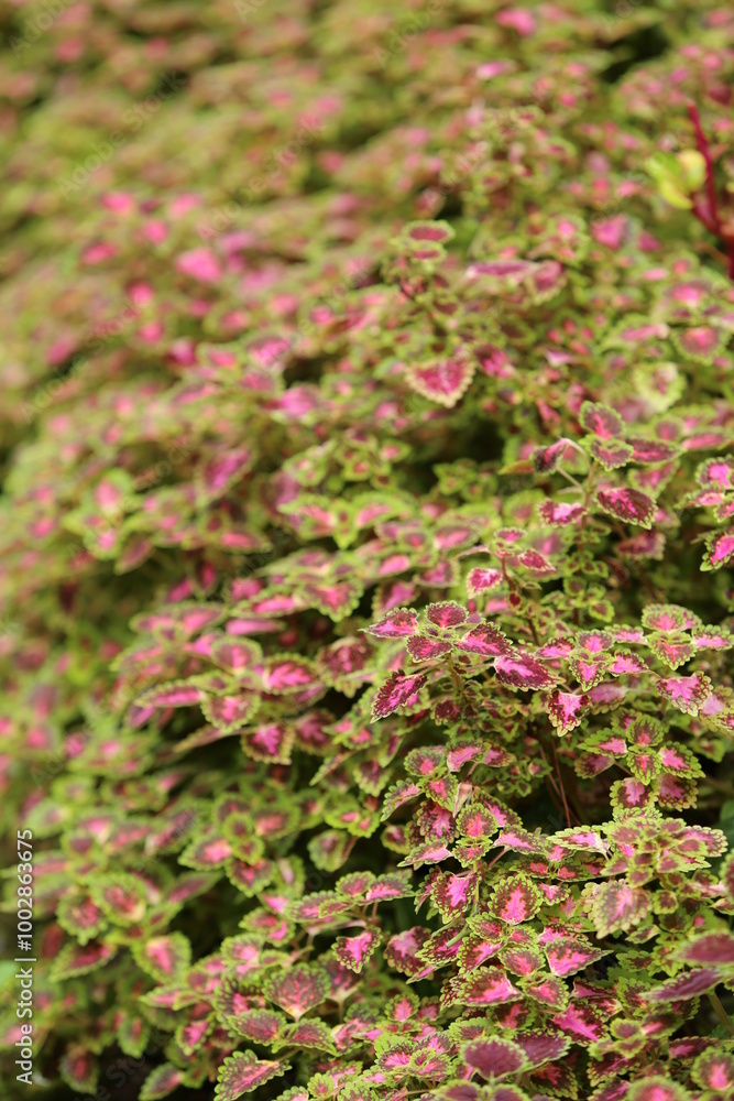 Abstract Closeup of Coleus, Painted Nettle or Plectranthus scutellarioides is green color leaf Plant in the Garden Thailand Abstract Closeup of Coleus, Painted Nettle or Plectranthus scutellarioides is green color leaf Plant in the Garden Thailand