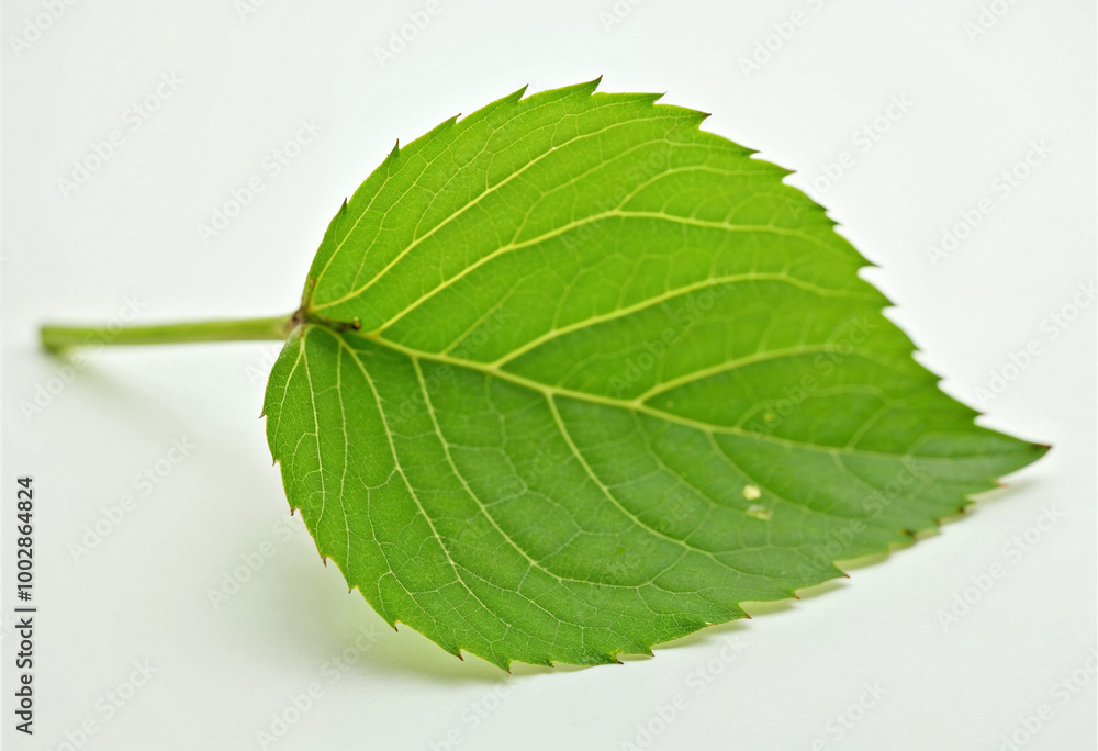 Fototapeta premium green leaf on white background