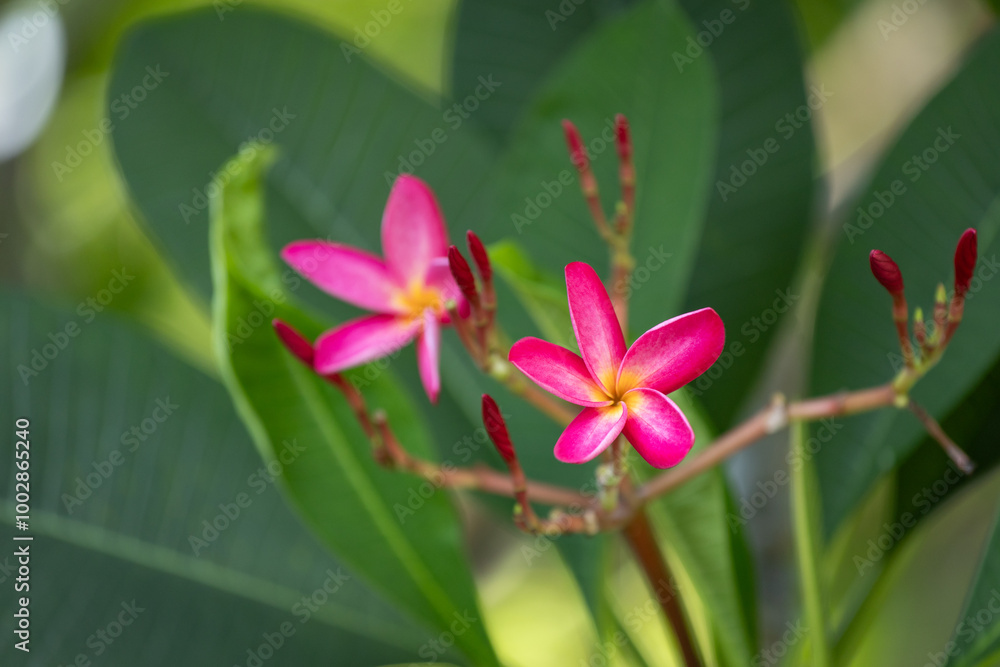 Fototapeta premium Pink flower with fresh leaf background