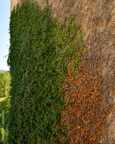 Ivy texture spreads over a wall photo