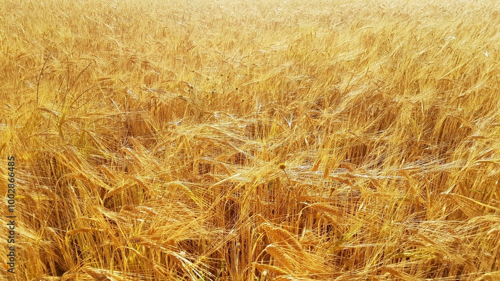 fields of wheat ears in the summer sun fields of wheat ears in the summer sun