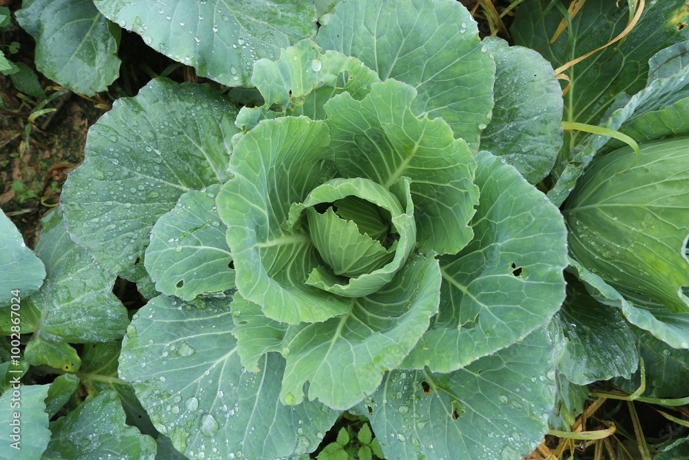Cabbage planting plot, Phu Thap Buek Mountain (Phu Thap Boek Mountain) in Phetchabun Province, Thailand Cabbage planting plot, Phu Thap Buek Mountain (Phu Thap Boek Mountain) in Phetchabun Province, Thailand