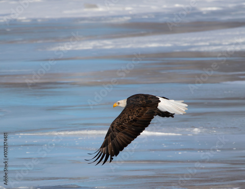 American Bald Eagle in flight hunting .  Witnessed this eagle trying to catch some fish. photo