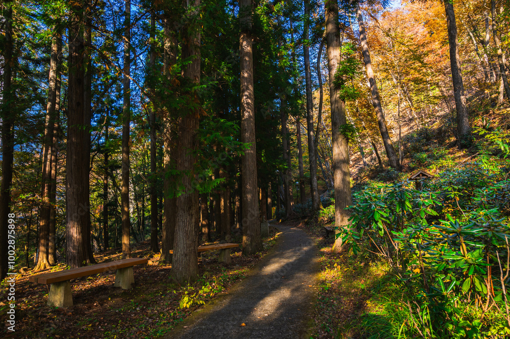 Fototapeta premium 鹿教湯温泉 森林浴遊歩道