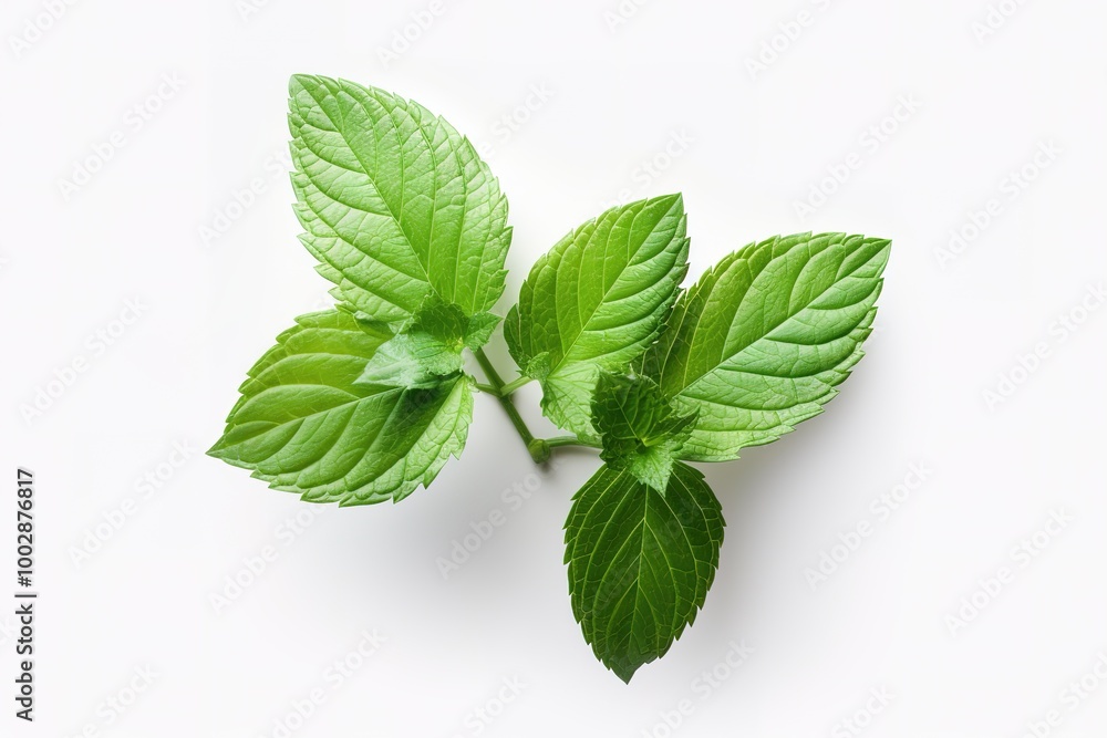 Fresh mint leaves isolated on white background. top view Fresh mint leaves isolated on white background. top view