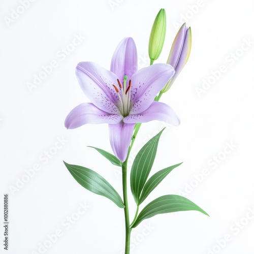 A beautiful purple lily flower in full bloom, showcasing delicate petals and vibrant colors against a clean white background.