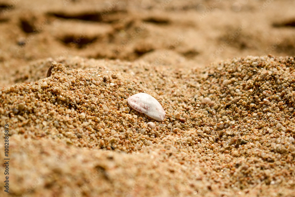 concha encima de la arena de la playa, costa brava concha encima de la arena de la playa, costa brava