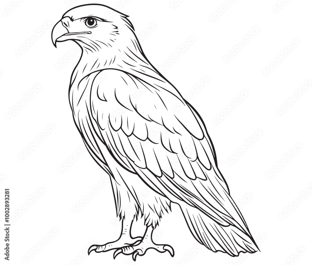 Fototapeta premium Illustration of an eagle, Hawk vector, Outline eagle vector