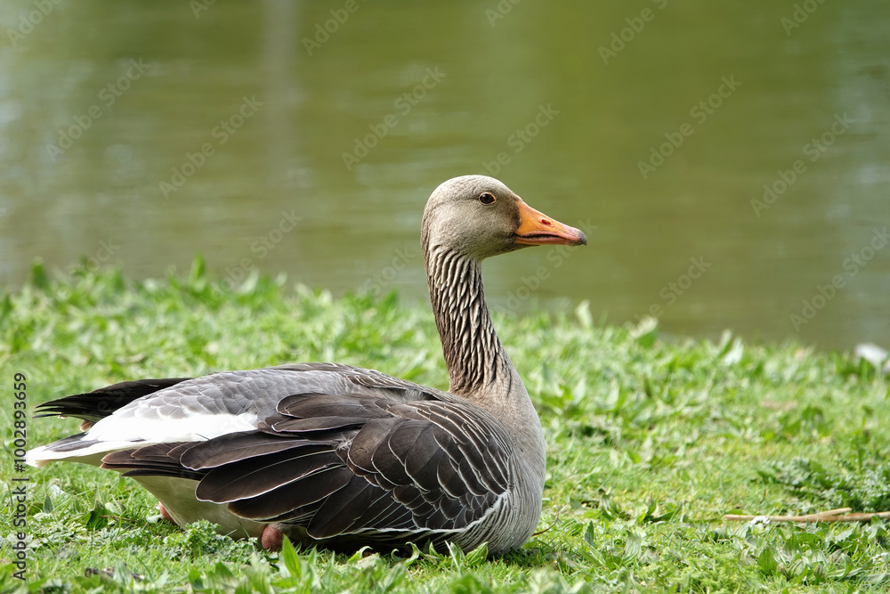 Grey goose with orange beak sitting on a grass riverbank Grey goose with orange beak sitting on a grass riverbank