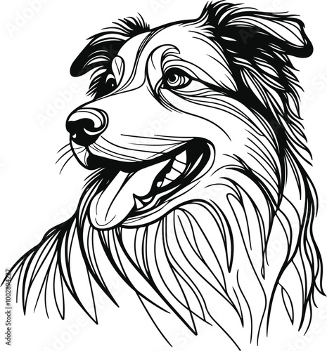 hand-drawn portrait of an Australian Shepherd in engraving style