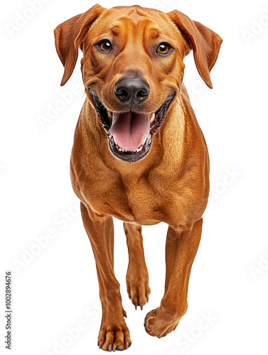 Joyful Rhodesian Ridgeback in Isolation