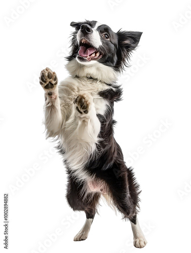 Joyful Border Collie Dog Isolated on White Background
