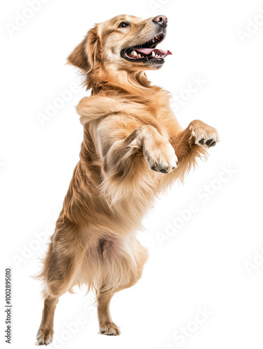 Joyful Golden Retriever Dog in Full Body Pose photo