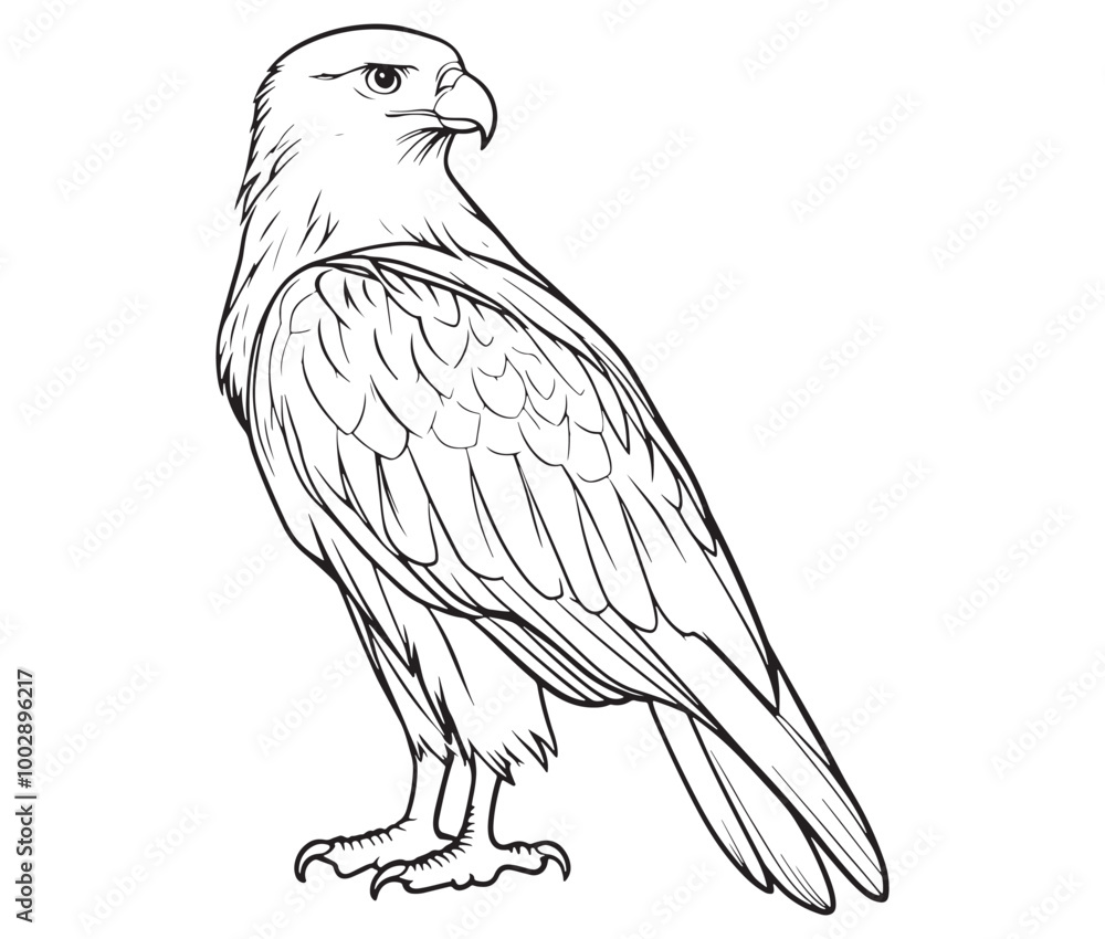 Fototapeta premium Illustration of an eagle, Hawk vector, Outline eagle vector