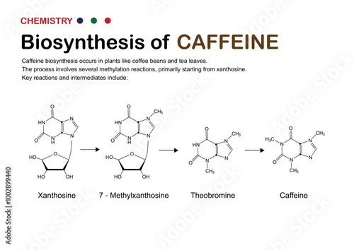 Biosynthesis of Caffeine - Pathway from Xanthosine to Caffeine