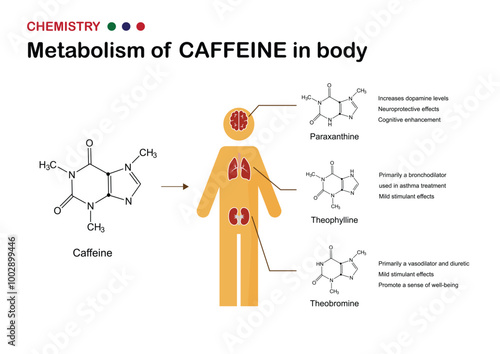 Caffeine Metabolism Process in Human Body Diagram
