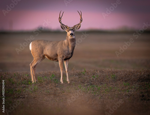 Beautiful white tailed deer portrait in the earlt morning light in southern alberta, jasper , banff, calgary