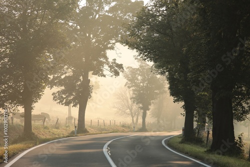 Country road through on a foggy autumn morning