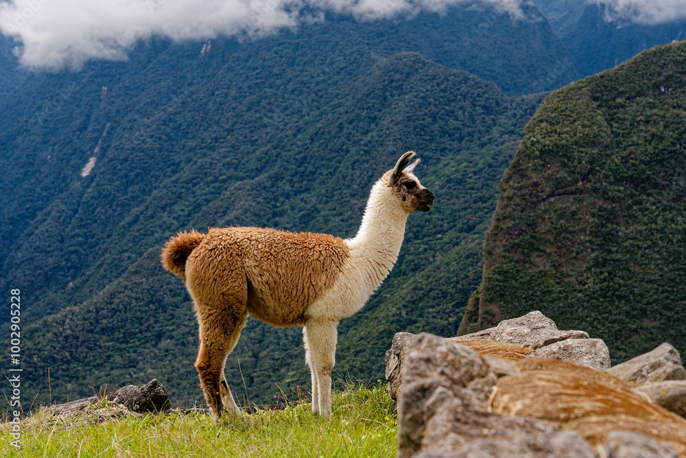 Fototapeta premium Machu Picchu city and alpaca