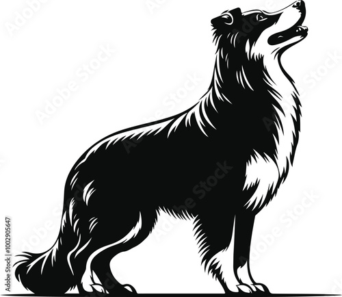 black and white dog