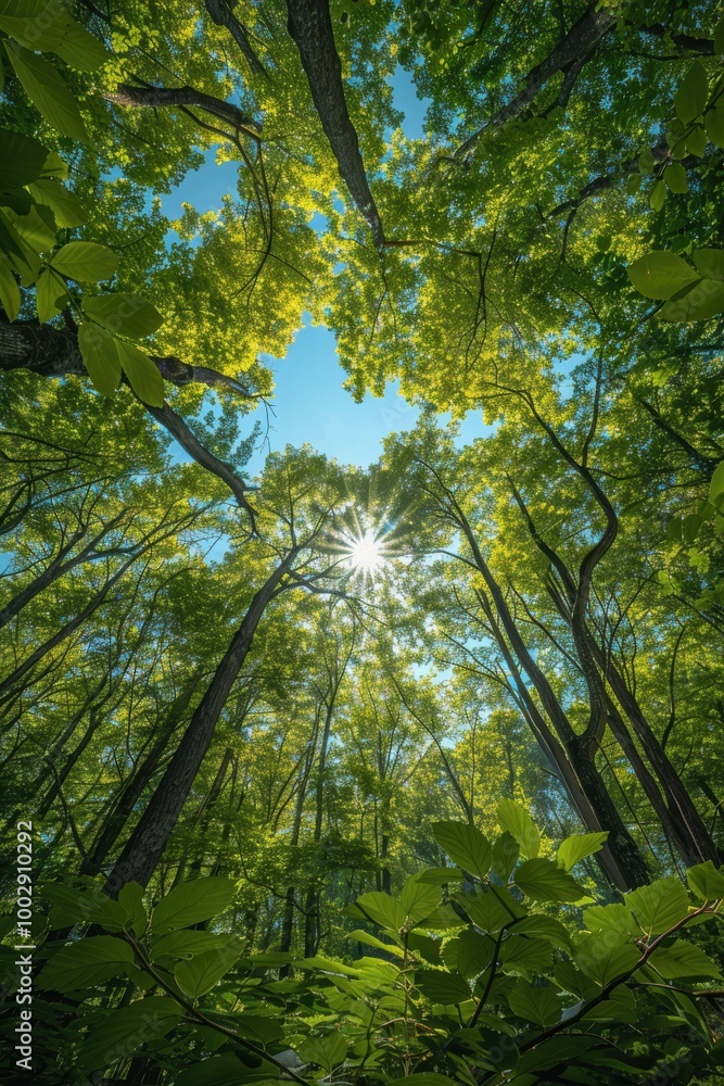 A magnificent view of a vibrant green forest canopy with sunlight streaming through the trees, creating a serene and calming natural environment A magnificent view of a vibrant green forest canopy with sunlight streaming through the trees, creating a serene and calming natural environment