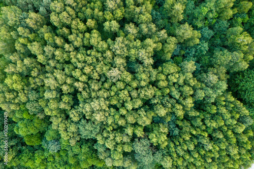 Obraz na plátne Aerial top view of a dense green forest canopy in summer, showcasing lush foliage and natural textures