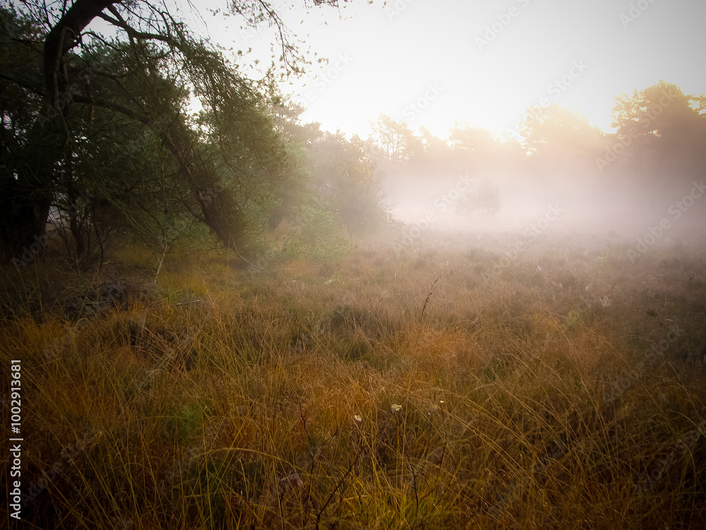 morning mist in the forest morning mist in the forest