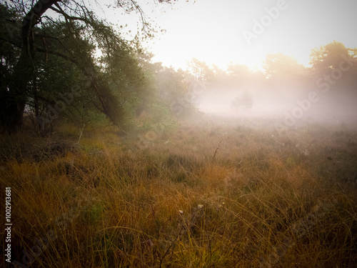 morning mist in the forest