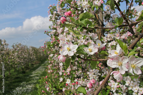 an apple orchard with beautiful apple blossom closeup 