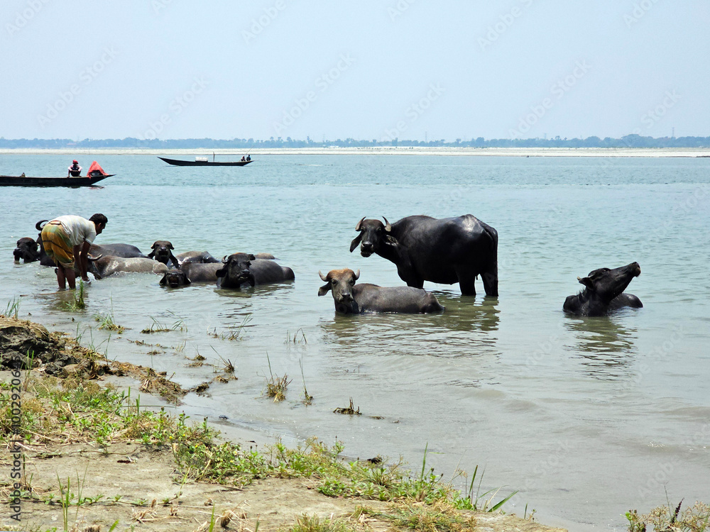 Water buffalo lie in the Ganges river, Padma river. Bangladesh.