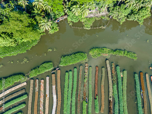 A stunning aerial view of farmers cultivating vegetables on floating gardens in Nazirpur, Pirojpur, Bangladesh, on September 30, 2024. photo