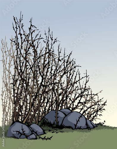 Vector drawing. The thorn bushes