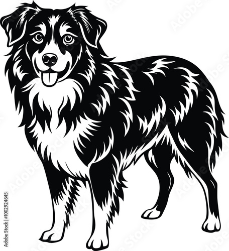 Australian Shepherd silhouette, illustration white background