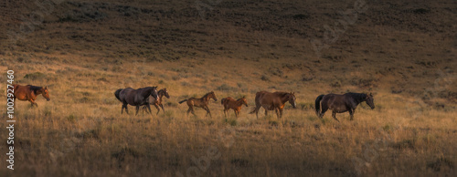 Beautiful American Quarter horse herd with foals at sunrise in the Pryor Mountains of Montana.