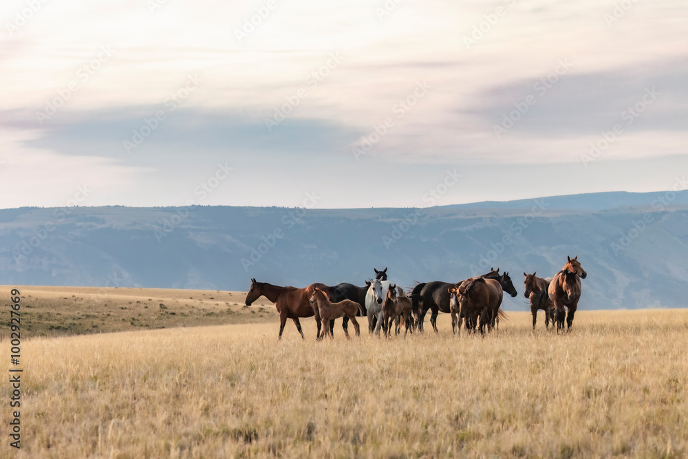 Beautiful American Quarter horse herd with foals at sunrise in the Pryor Mountains of Montana. Beautiful American Quarter horse herd with foals at sunrise in the Pryor Mountains of Montana.