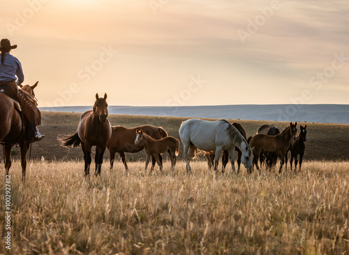 Wallpaper Mural Beautiful American Quarter horse herd with foals at sunrise in the Pryor Mountains of Montana. Torontodigital.ca