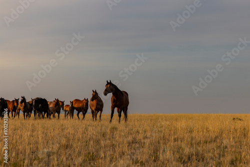 Beautiful American Quarter horse herd with foals at sunrise in the Pryor Mountains of Montana.