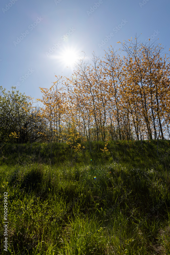 Fototapeta premium spring sunny weather with grass and trees in nature