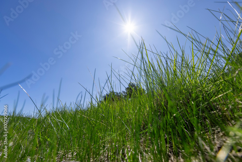spring green grass against a blue sky in sunny weather