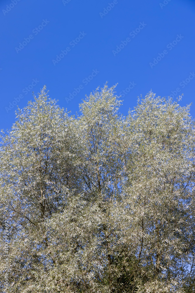 the willow tree in the summer in sunny weather the willow tree in the summer in sunny weather
