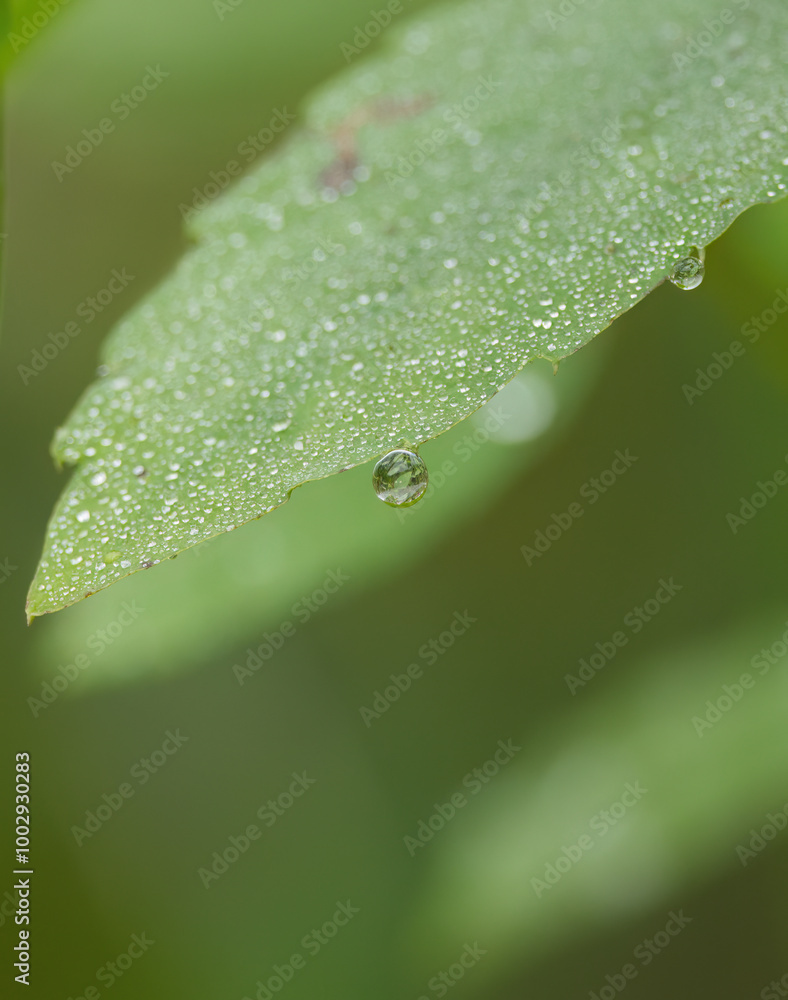 water drops on a leaf, raindrops, morning dew sparkles in the light, raindrops sparkle in the light water drops on a leaf, raindrops, morning dew sparkles in the light, raindrops sparkle in the light