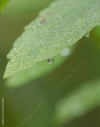 water drops on a leaf, raindrops,  morning dew sparkles in the light, raindrops sparkle in the light