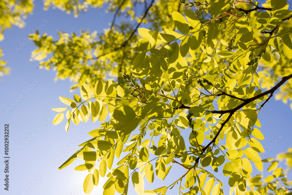 green acacia leaves in spring with blue sky