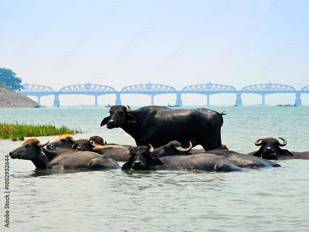 Buffalos lie in the Ganges River, with Harding Bridge in the background