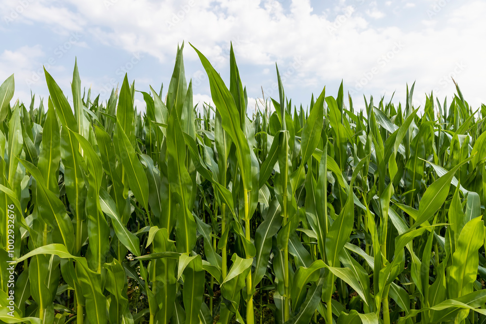 Fototapeta premium a large amount of sweet corn in the field during the ripening period