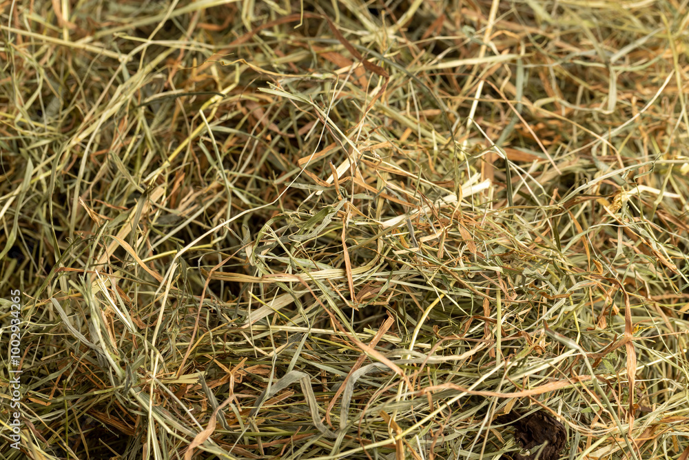 Dehydrated Dried Grass for hay production in agriculture Dehydrated Dried Grass for hay production in agriculture